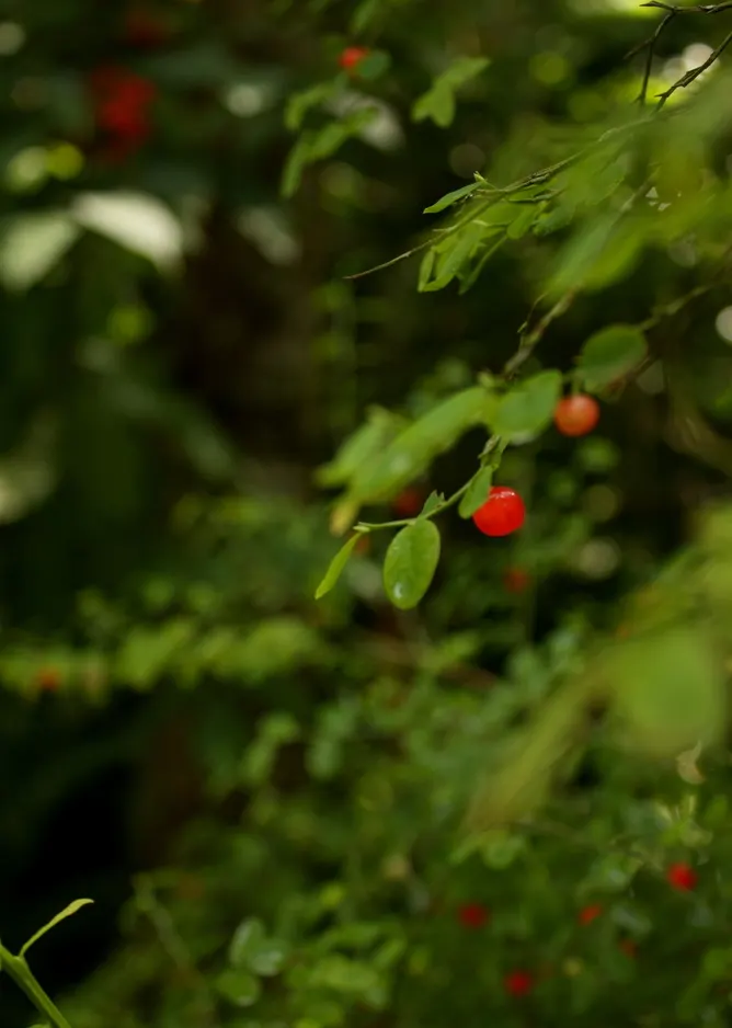 Red Huckleberry (Vaccinium Parvifolium) — Red Huckleberries prefer acidic; offering a delightful visual contrast against the vibrant green leaves.<br><br>For