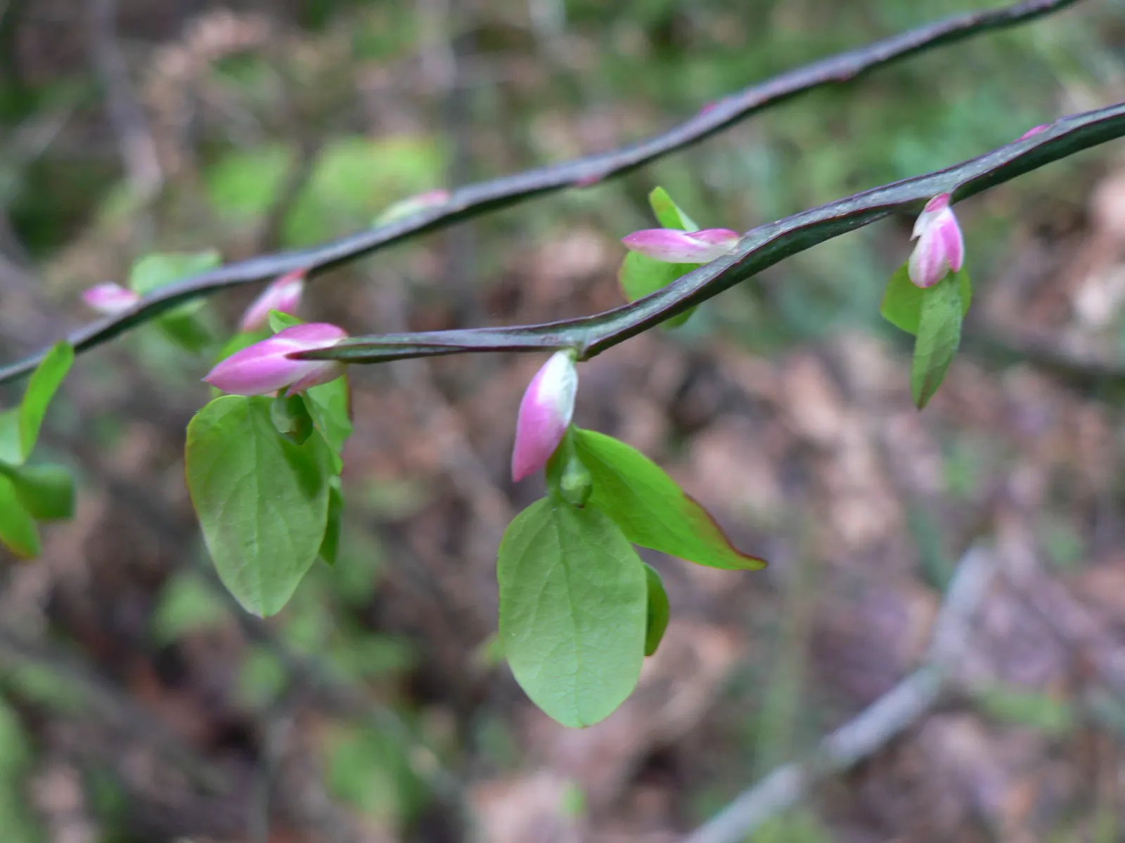 Red Huckleberry (Vaccinium Parvifolium) — emerges from pink-tinted to red stems; bright green leaves and an airy