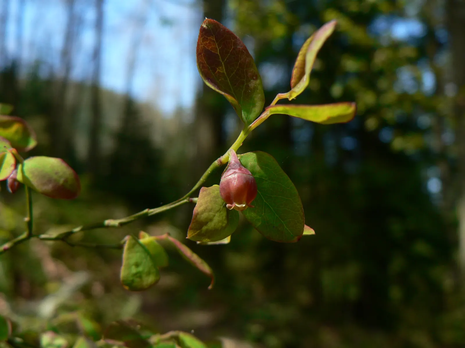 Red Huckleberry (Vaccinium Parvifolium) — Title: Vaccinium parvifolium - Red Huckleberry<br><br>The Red Huckleberry