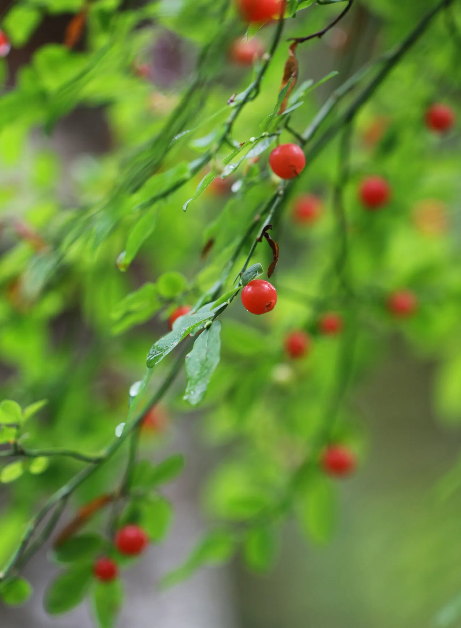 Red Huckleberry (Vaccinium Parvifolium) — consider its natural forested habitat for guidance on companion planting and placement