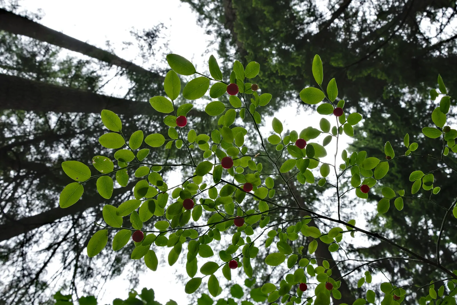Red Huckleberry (Vaccinium Parvifolium) — with a spread of 3 to 8 feet; bright green leaves and an airy