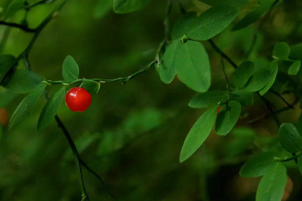 Red Huckleberry (Vaccinium Parvifolium) — ideal for woodland-style gardens