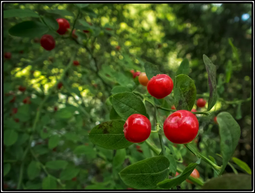 Red Huckleberry (Vaccinium Parvifolium) — bell-shaped flowers in hues of soft pink to white