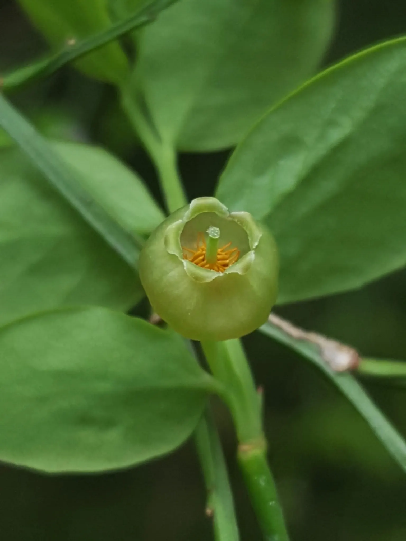 Red Huckleberry (Vaccinium Parvifolium) — it adorns itself with petite