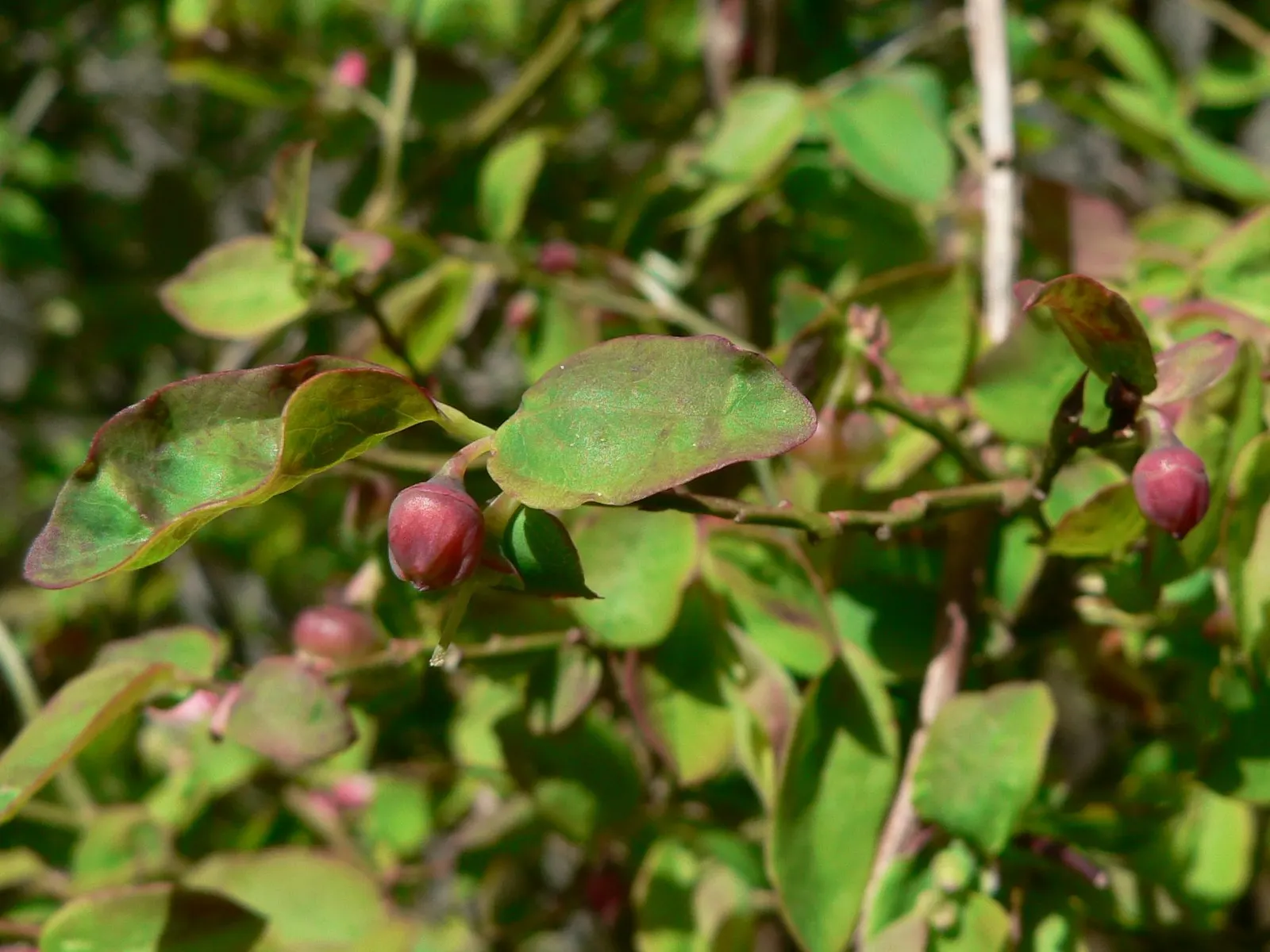 Red Huckleberry (Vaccinium Parvifolium) — bright green leaves and an airy; ensuring a thriving and picturesque garden scene