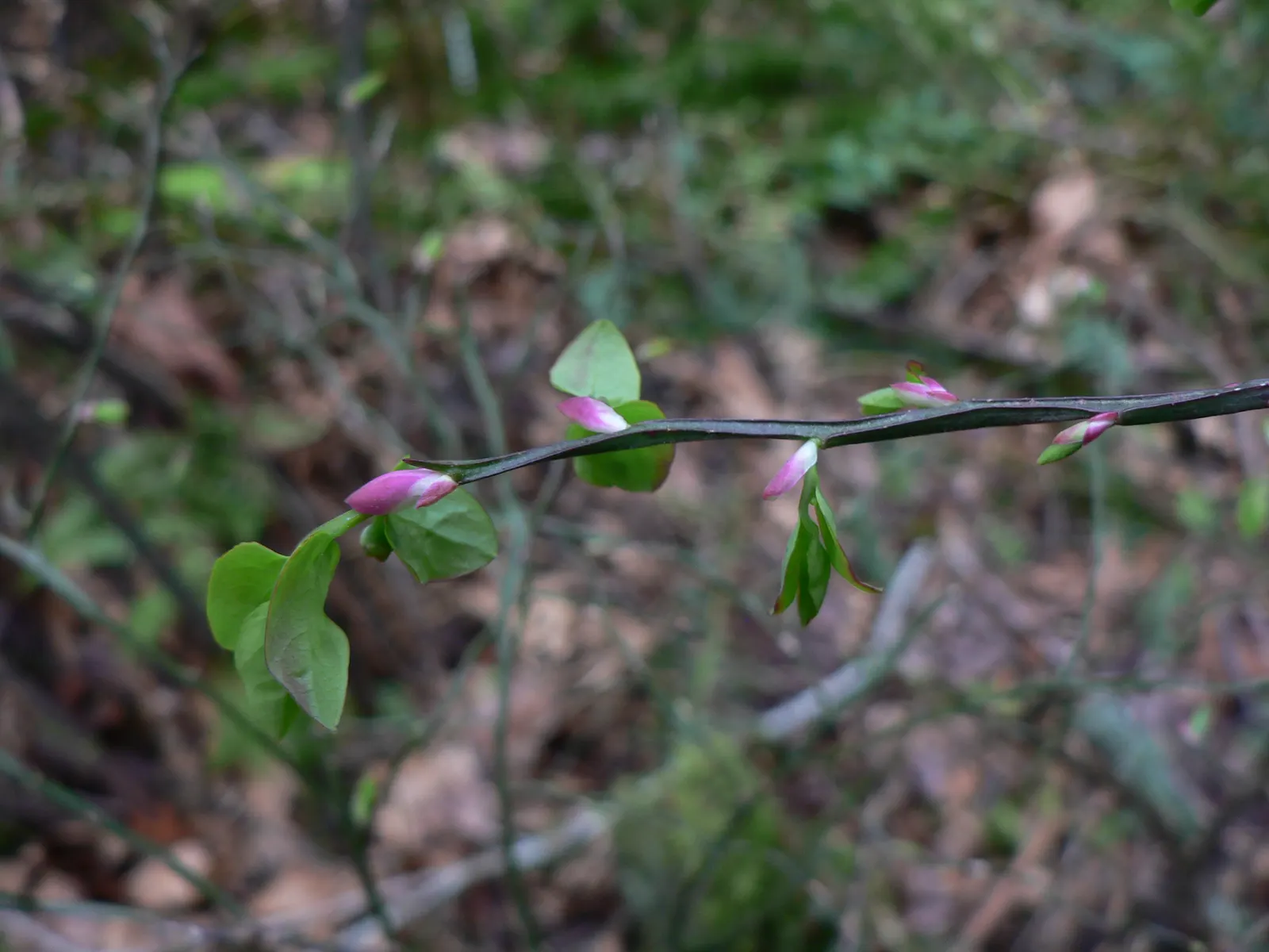 Red Huckleberry (Vaccinium Parvifolium) — and they fare best in USDA zones 6 through 8