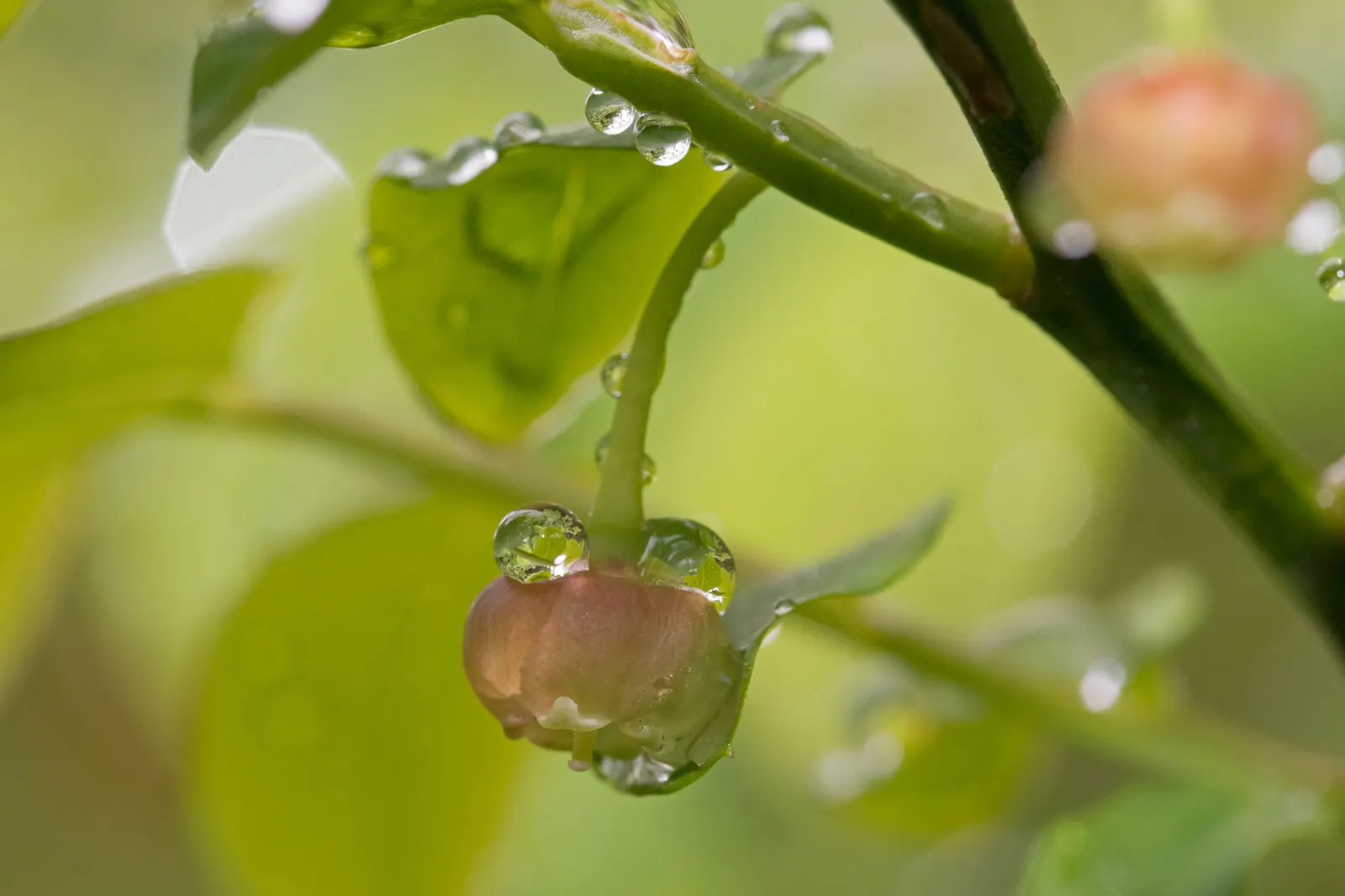 Red Huckleberry (Vaccinium Parvifolium) — They require partial to full shade conditions, mimicking their natural understory habitat; <br><br>This plant is
