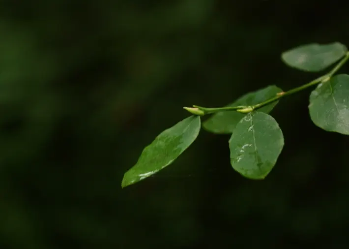 Red Huckleberry (Vaccinium Parvifolium) — It prefers acidic, well-drained soil and can add a splash of color and natural charm to the landscape; <br><br>This