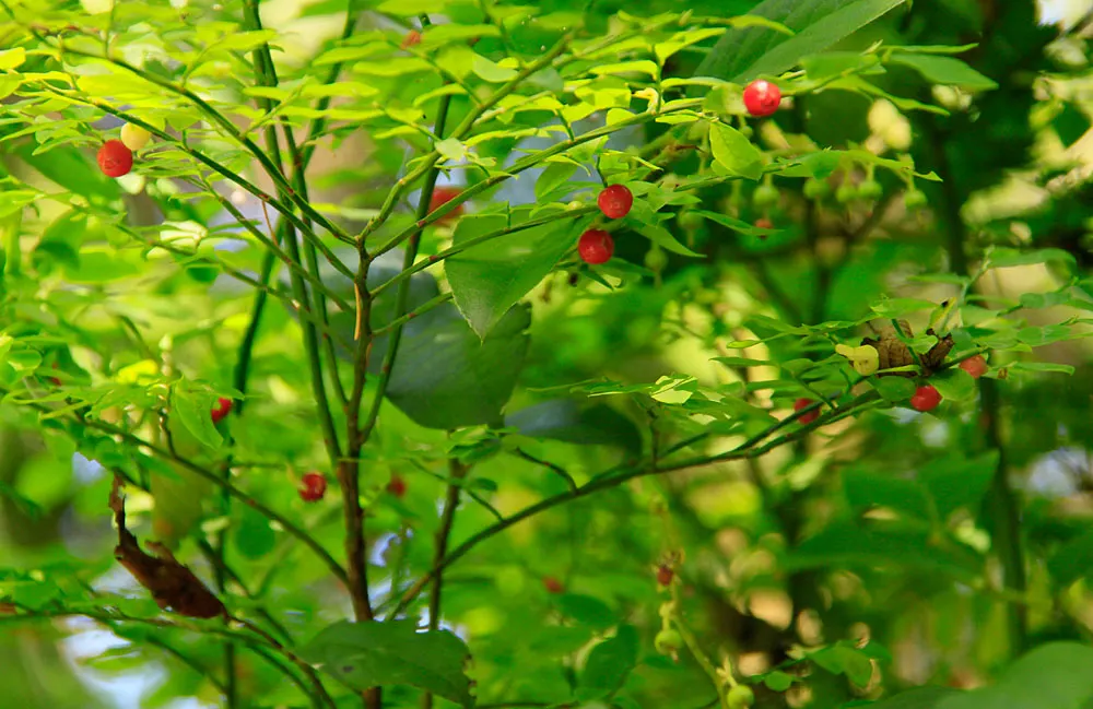 Red Huckleberry (Vaccinium Parvifolium) — ensuring a thriving and picturesque garden scene