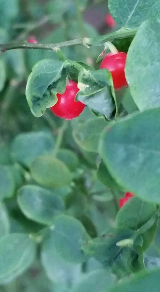 Red Huckleberry (Vaccinium Parvifolium) — Red Huckleberries prefer acidic