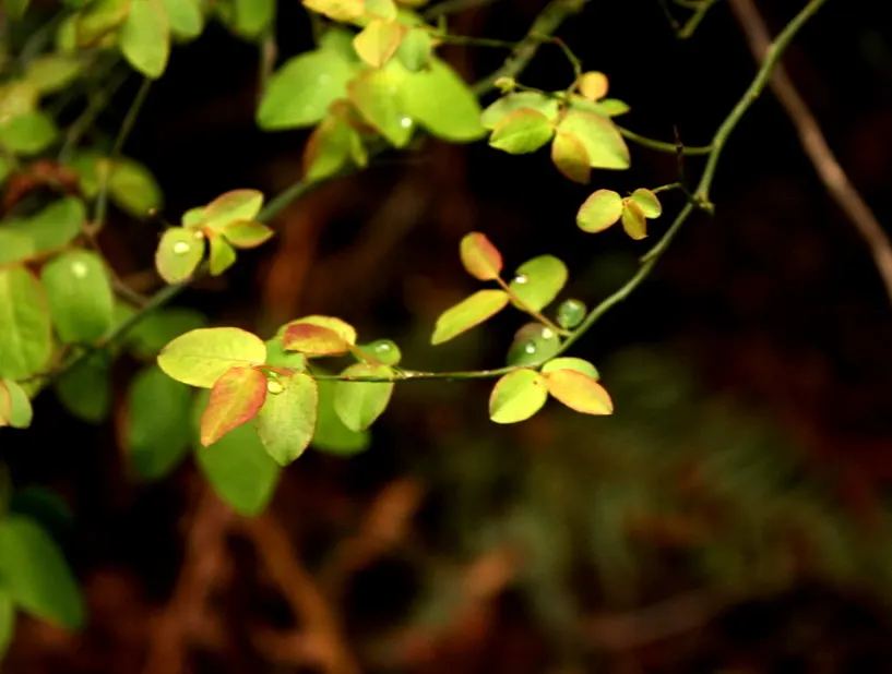 Red Huckleberry (Vaccinium Parvifolium) — Come late summer and autumn, the shrub bears its namesake: bright red huckleberries; offering a delightful visual