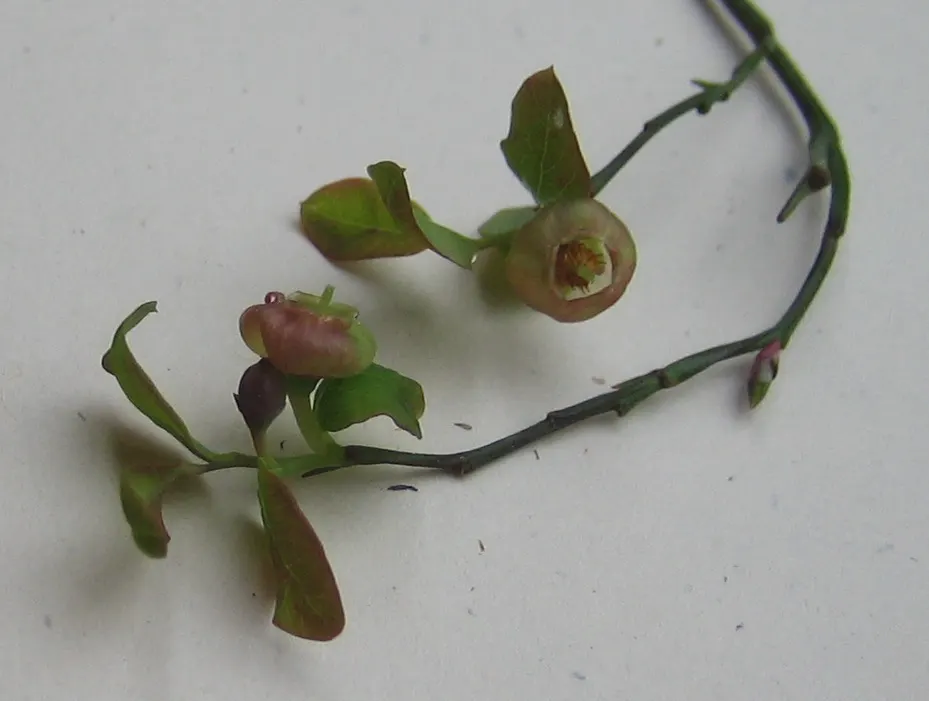 Red Huckleberry (Vaccinium Parvifolium) — about 1/4 inch in diameter; ensuring a thriving and picturesque garden scene