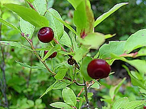 Red Huckleberry (Vaccinium Parvifolium) — and they fare best in USDA zones 6 through 8; bright green leaves and an airy