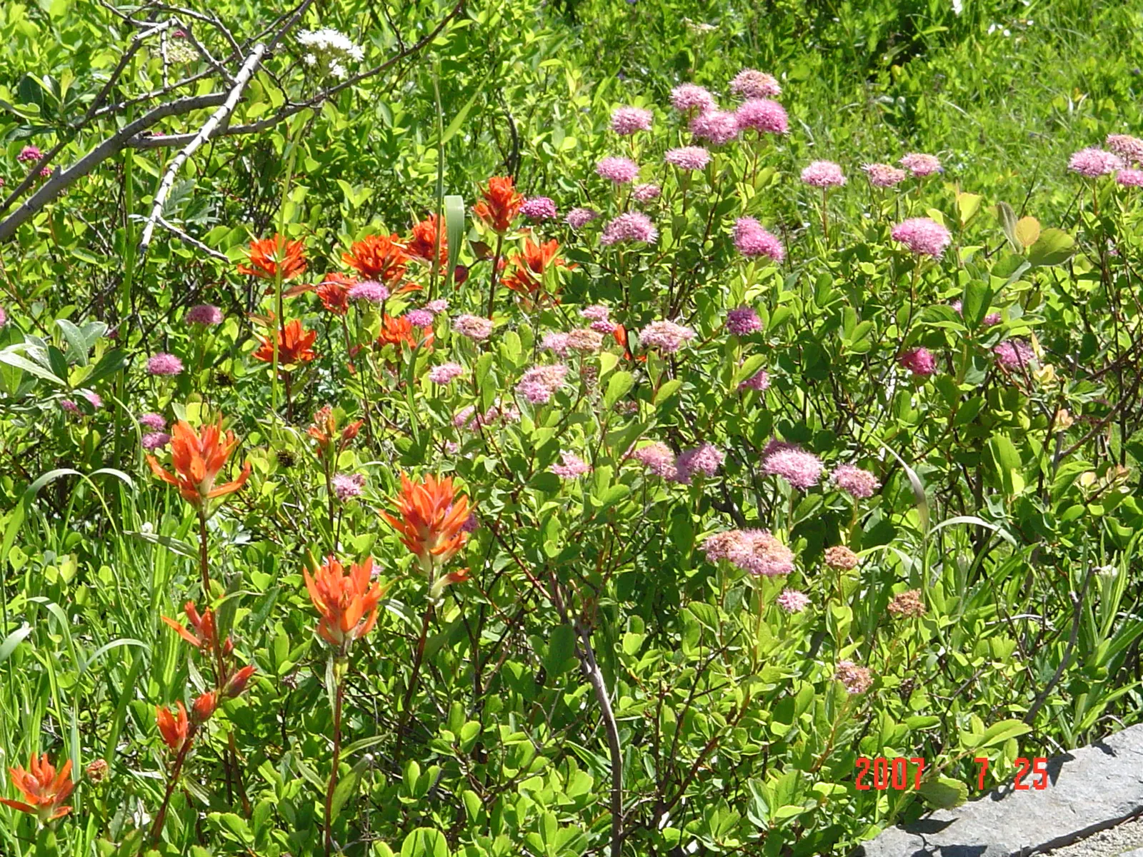 Red Huckleberry (Vaccinium Parvifolium) — <br><br>This plant is renowned for its small, elliptical leaves which usually measure about 1 to 2 inches, image 39