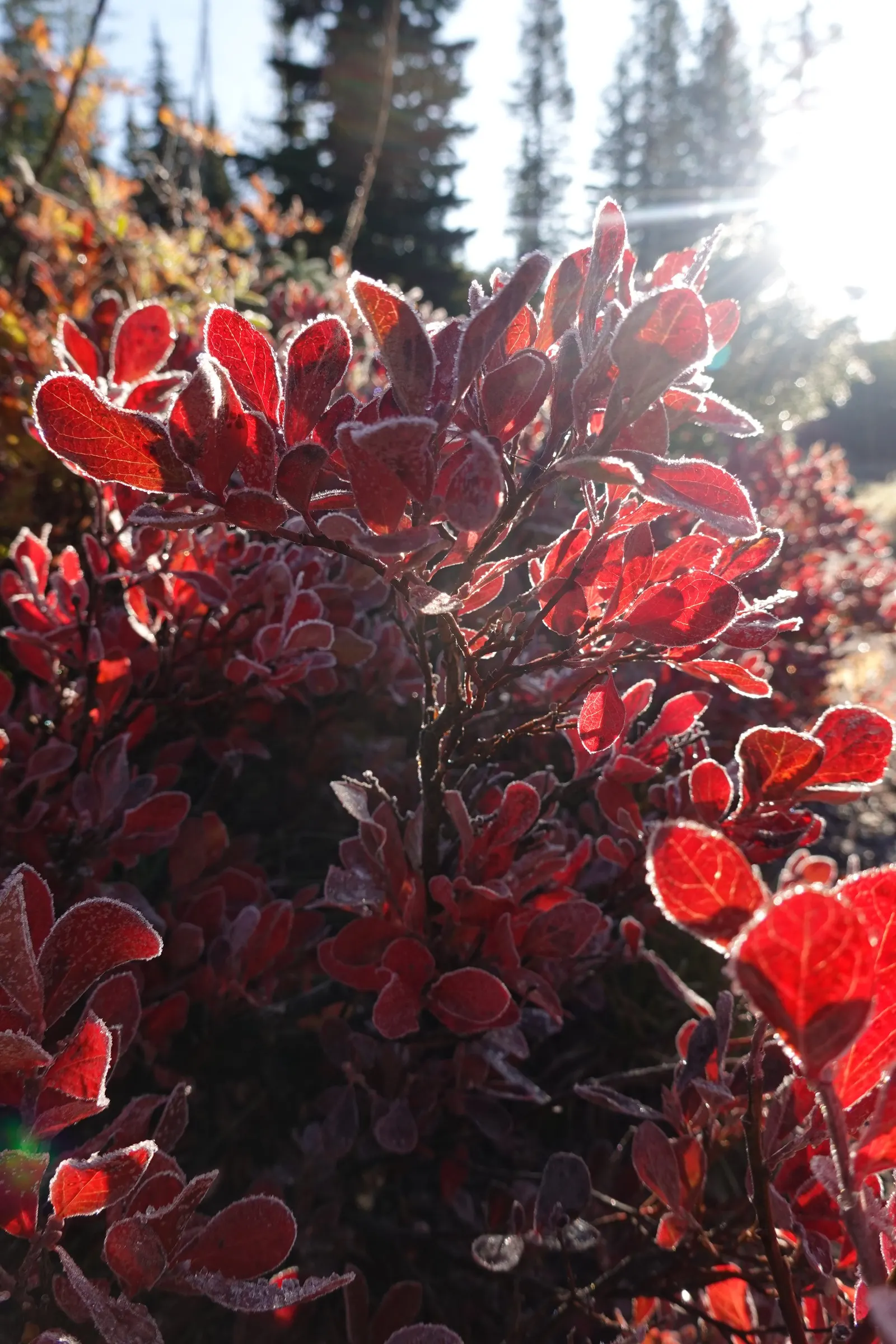 Red Huckleberry (Vaccinium Parvifolium) — which are a treat for local pollinators