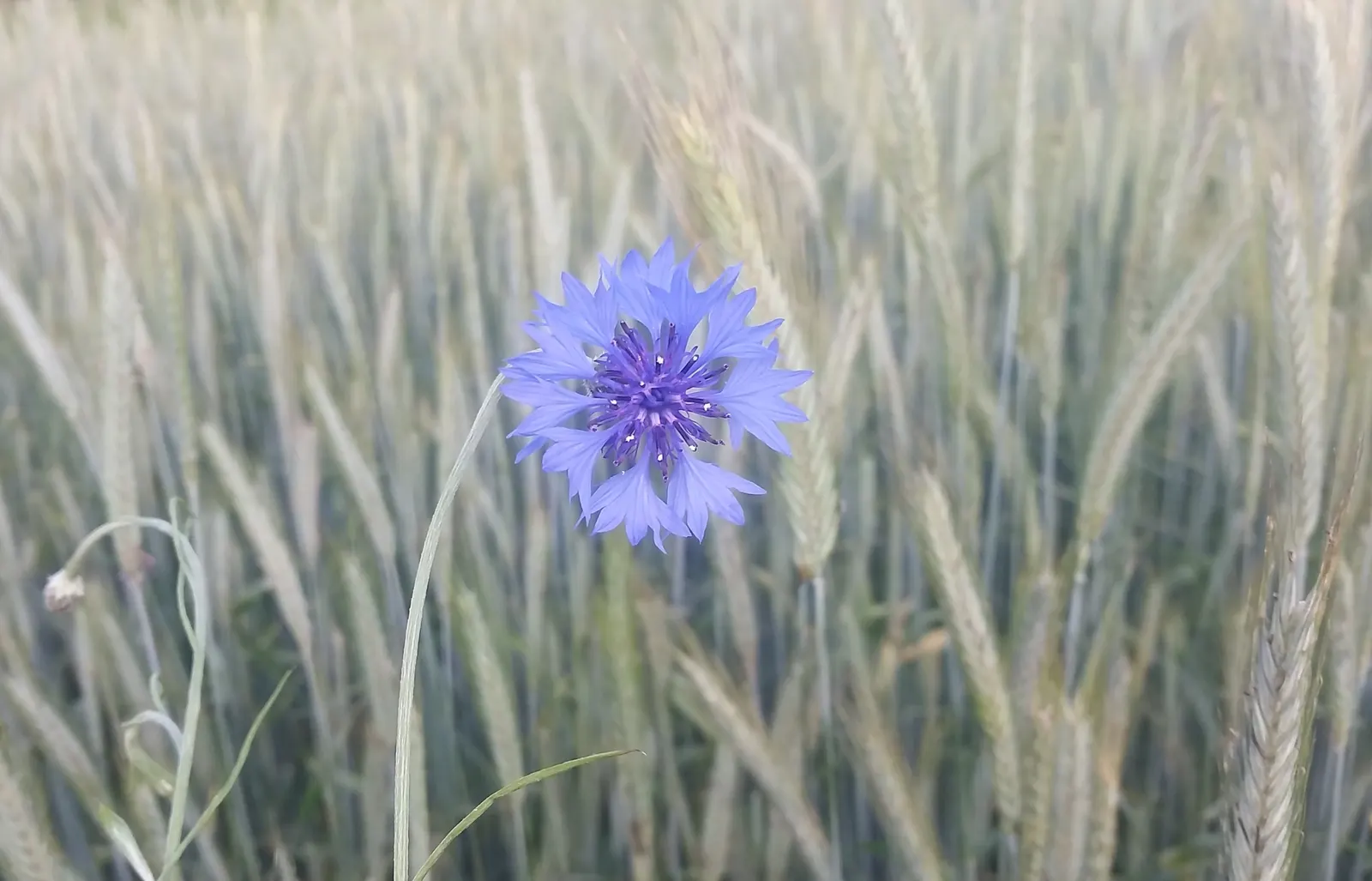 Cornflower, Bachelor's Button (Centaurea Cyanus) — making them suitable for a variety of garden settings