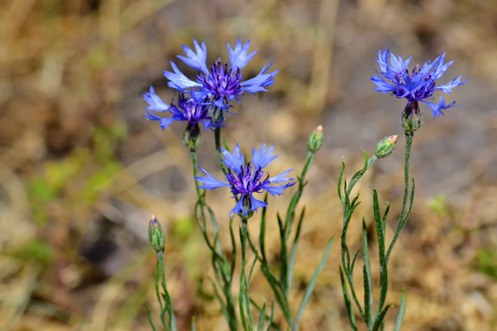 Cornflower, Bachelor's Button (Centaurea Cyanus) — known as Cornflower or Bachelor's Button