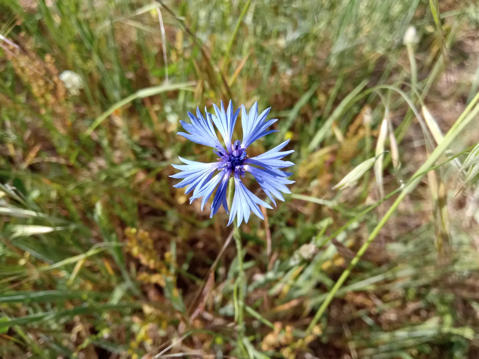 Cornflower, Bachelor's Button (Centaurea Cyanus) — blue flowers in the garden; is a charming annual flowering plant that brings a splash of vibrant, image 76