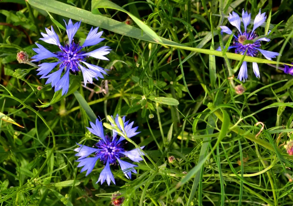 Cornflower, Bachelor's Button (Centaurea Cyanus) — which measure about 1 to 1.5 inches across