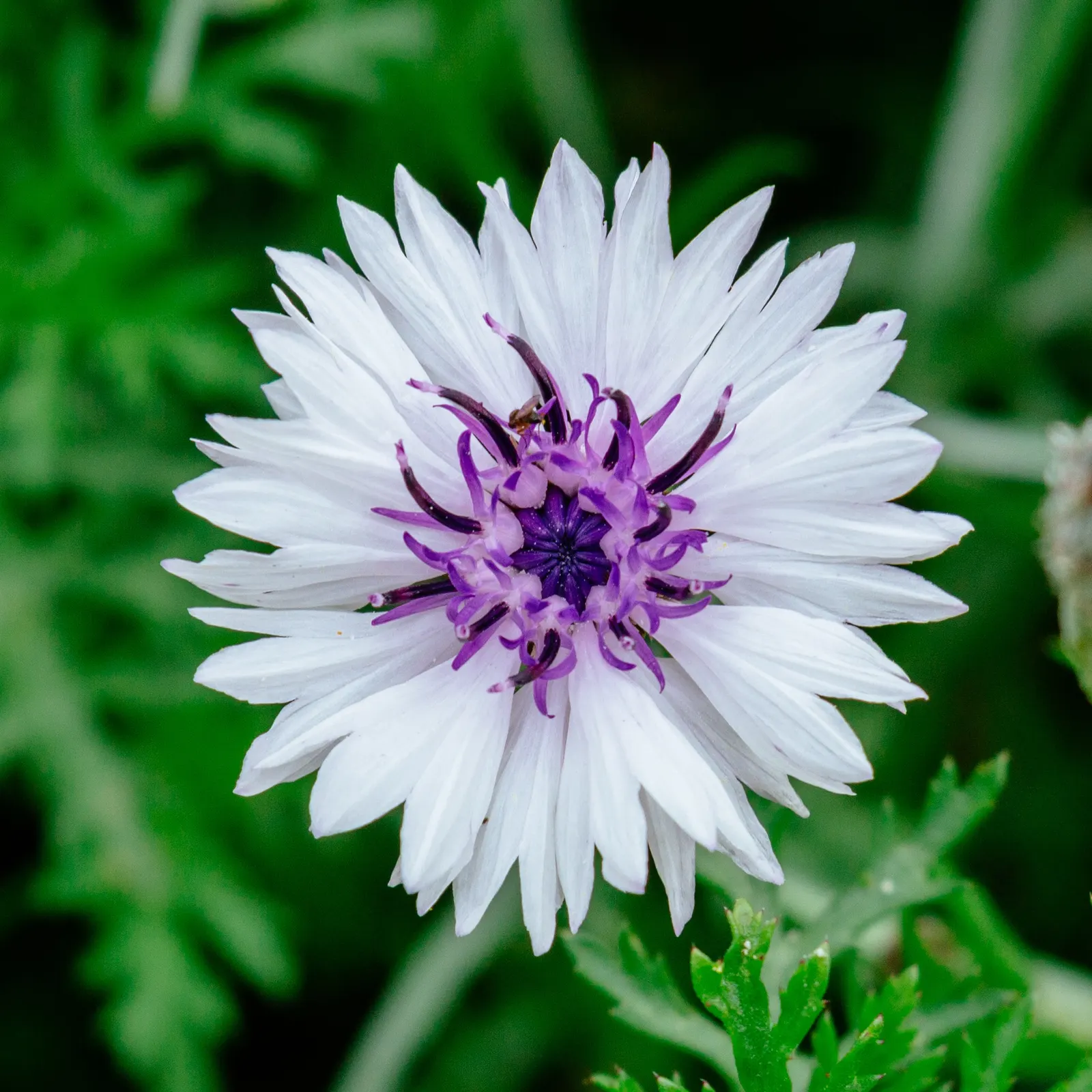 Cornflower, Bachelor's Button (Centaurea Cyanus) — They are fairly drought tolerant once established; blue flowers in the garden, image 93