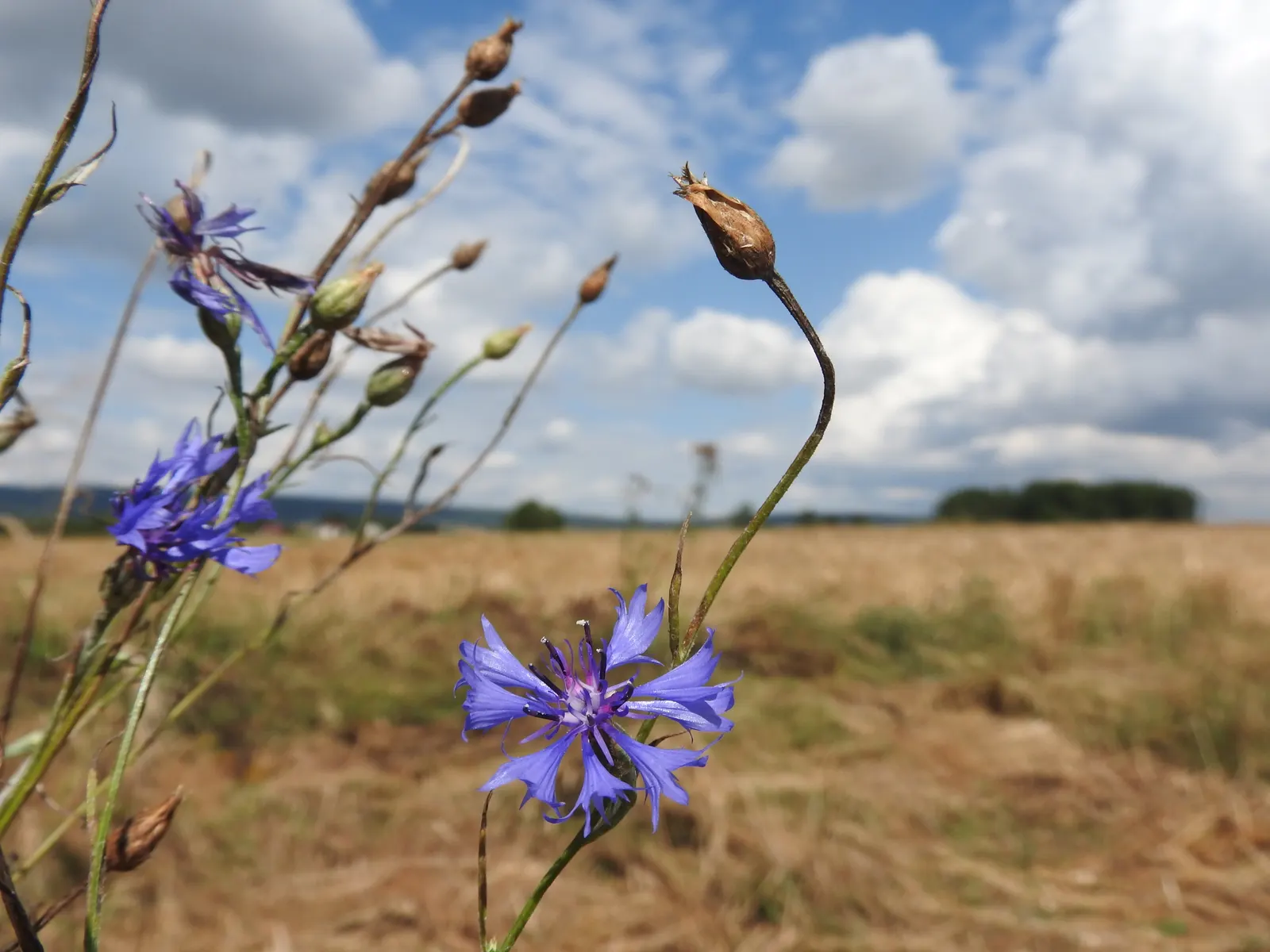 Cornflower, Bachelor's Button (Centaurea Cyanus) — Well-draining soil is essential for optimal growth; accommodating a wide array of climate, image 59