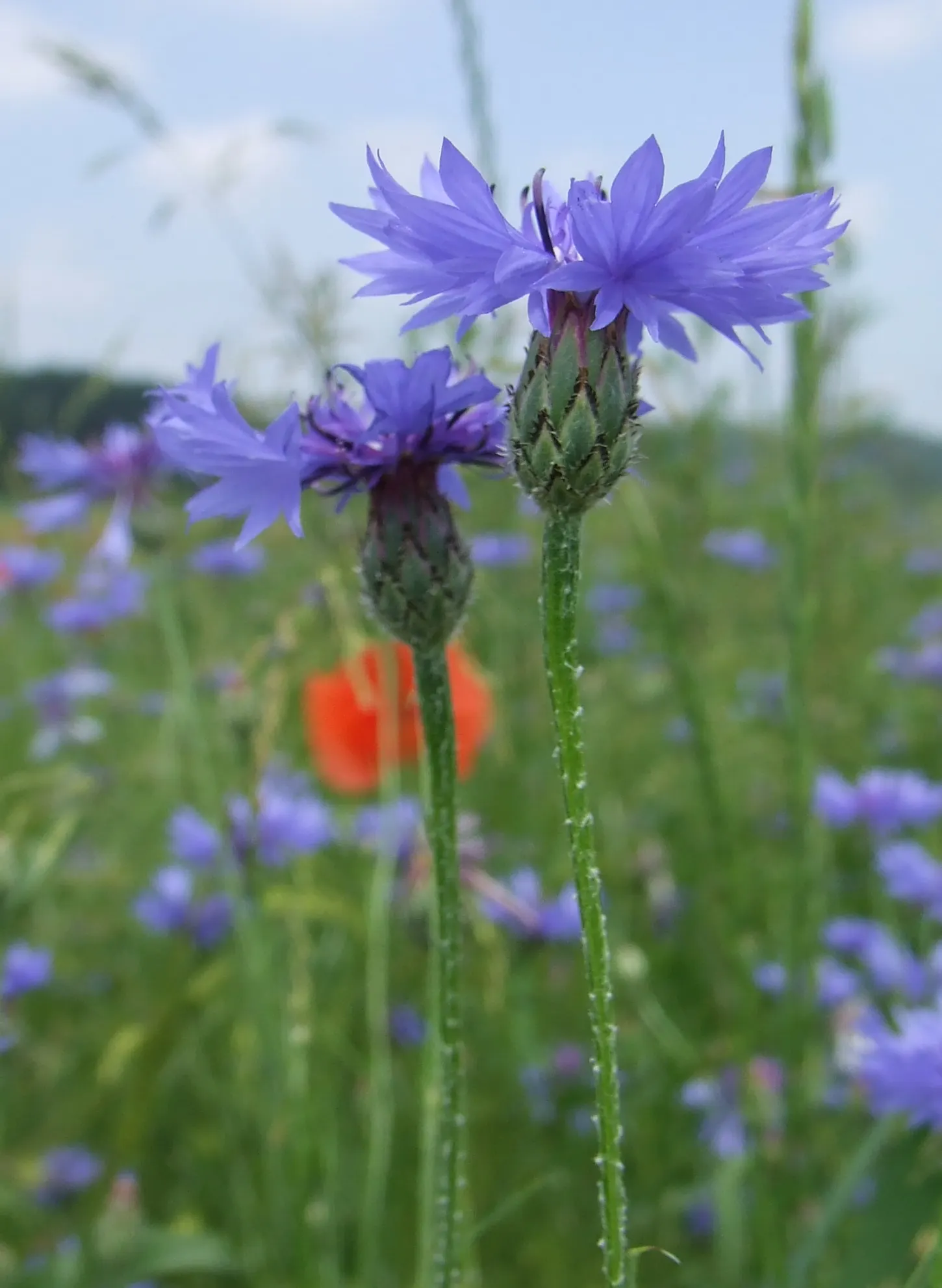 Cornflower, Bachelor's Button (Centaurea Cyanus) — is a charming annual flowering plant that brings a splash of vibrant blue to any landscape design