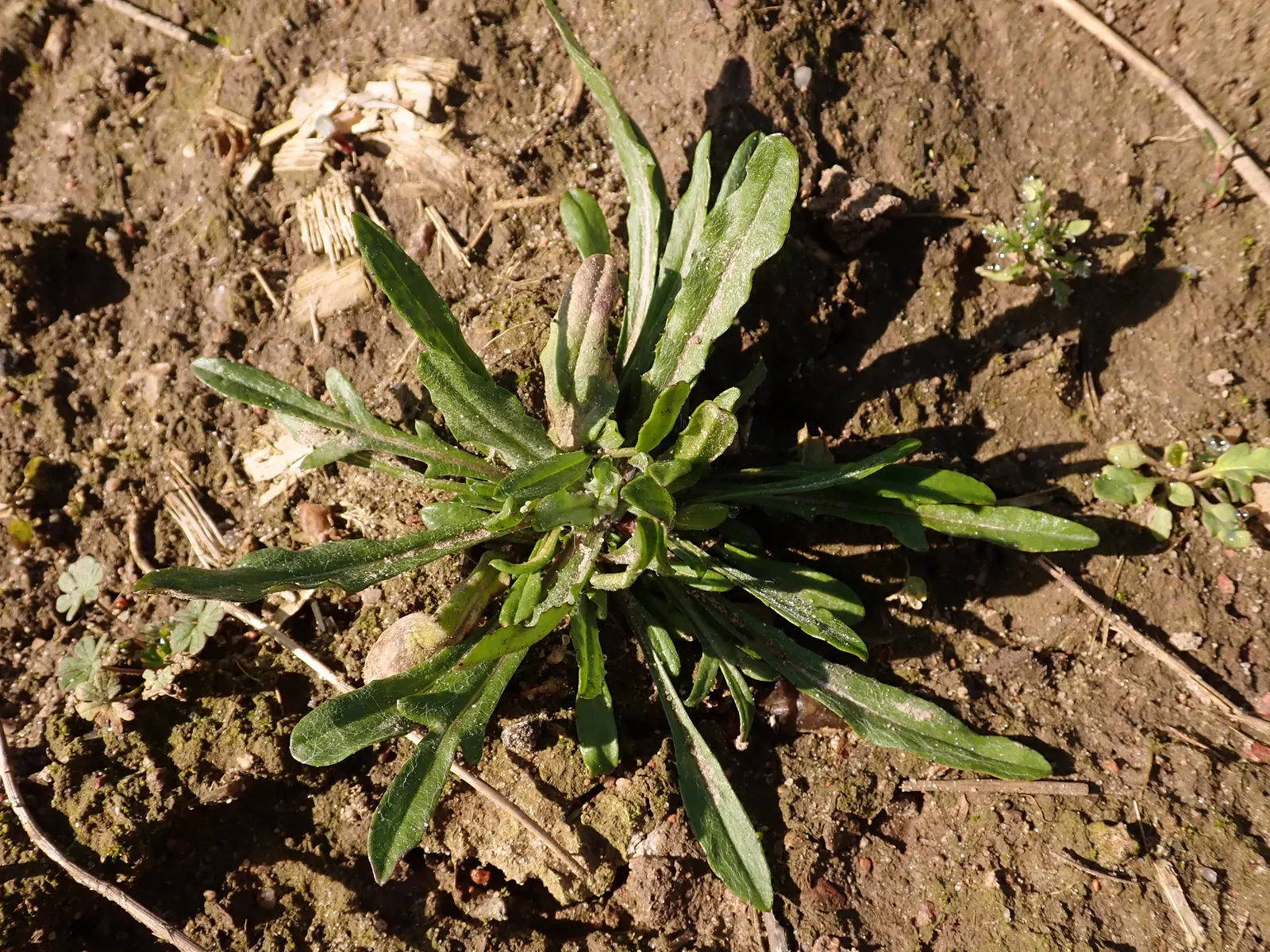 Cornflower, Bachelor's Button (Centaurea Cyanus) — especially during dry periods; is an annual flowering plant reaching up to 2.5 to 3 feet in, image 75