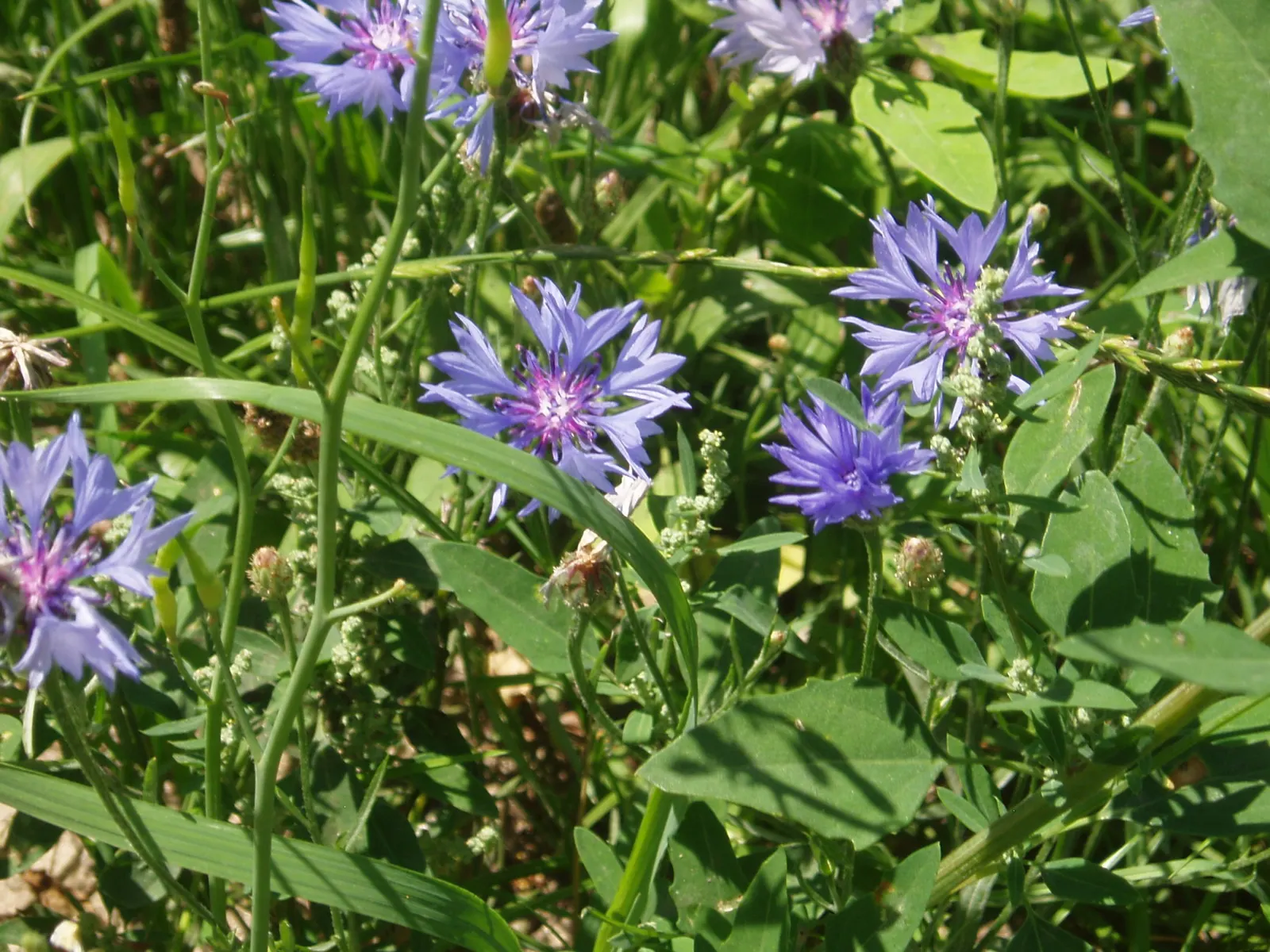 Cornflower, Bachelor's Button (Centaurea Cyanus) — They are fairly drought tolerant once established