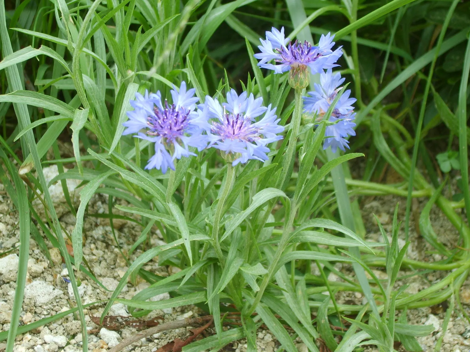 Cornflower, Bachelor's Button (Centaurea Cyanus) — For optimal vitality and blooming; offering a prolonged display of color through the