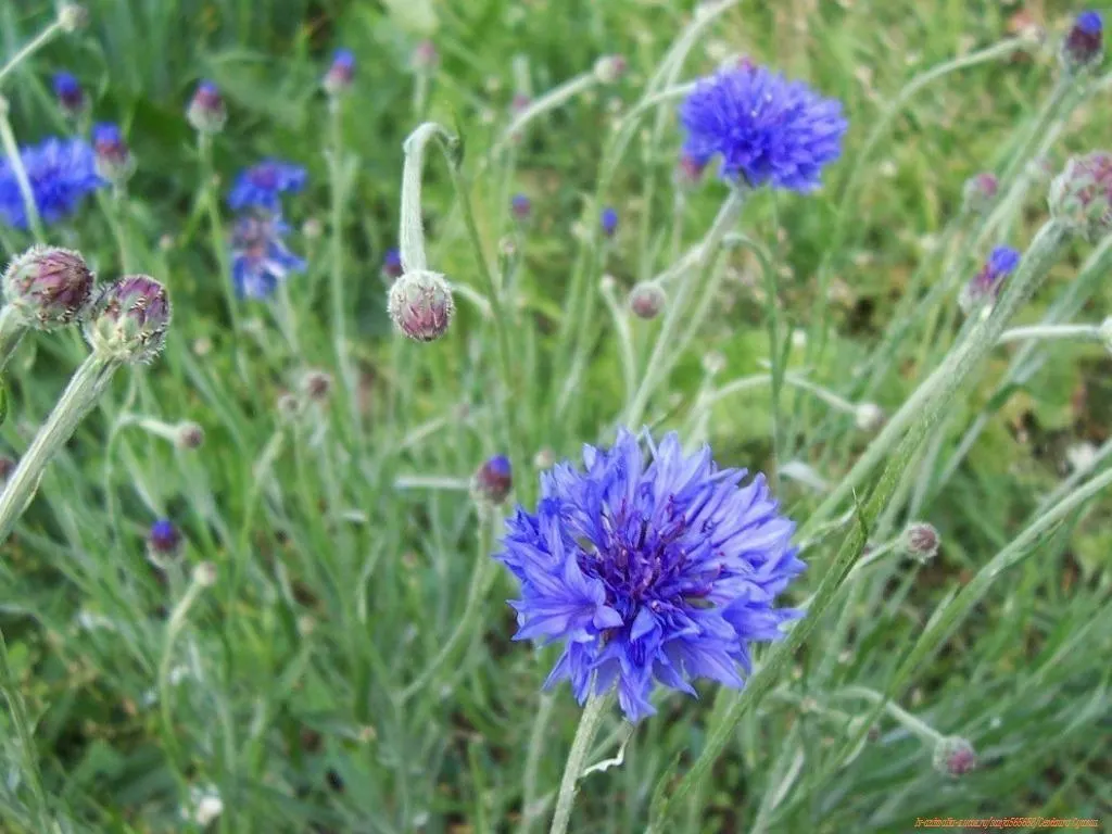Cornflower, Bachelor's Button (Centaurea Cyanus) — is an annual flowering plant reaching up to 2.5 to 3 feet in height; their gray-green lanceolate, image 80