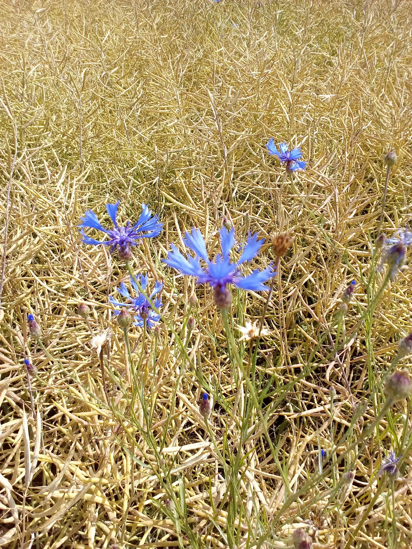 Cornflower, Bachelor's Button (Centaurea Cyanus) — known commonly as the Cornflower or Bachelor's Button