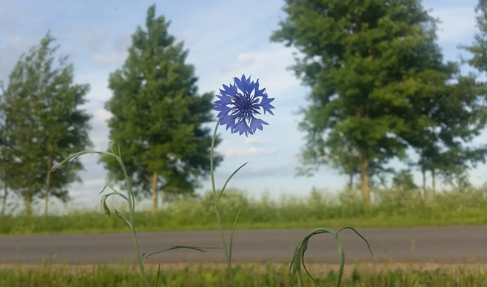 Cornflower, Bachelor's Button (Centaurea Cyanus) — making it ideal for meadows and informal garden settings; these blooms appear in late spring to, image 84