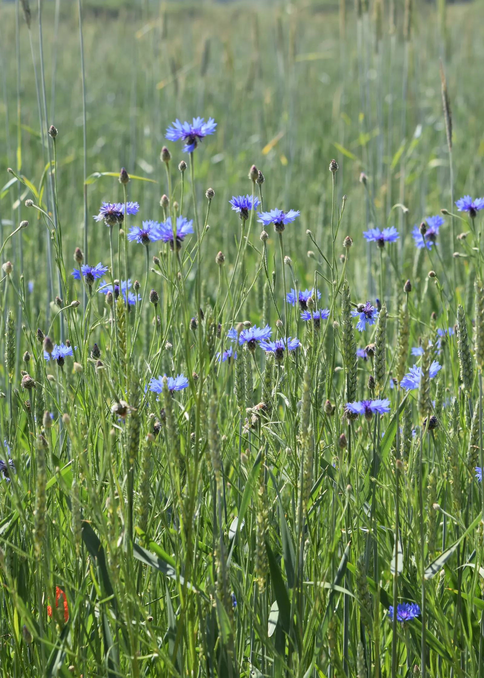 Cornflower, Bachelor's Button (Centaurea Cyanus) — fringed flower heads that can span 1 to 1.5 inches in diameter; it boasts vibrant blue blooms, image 64