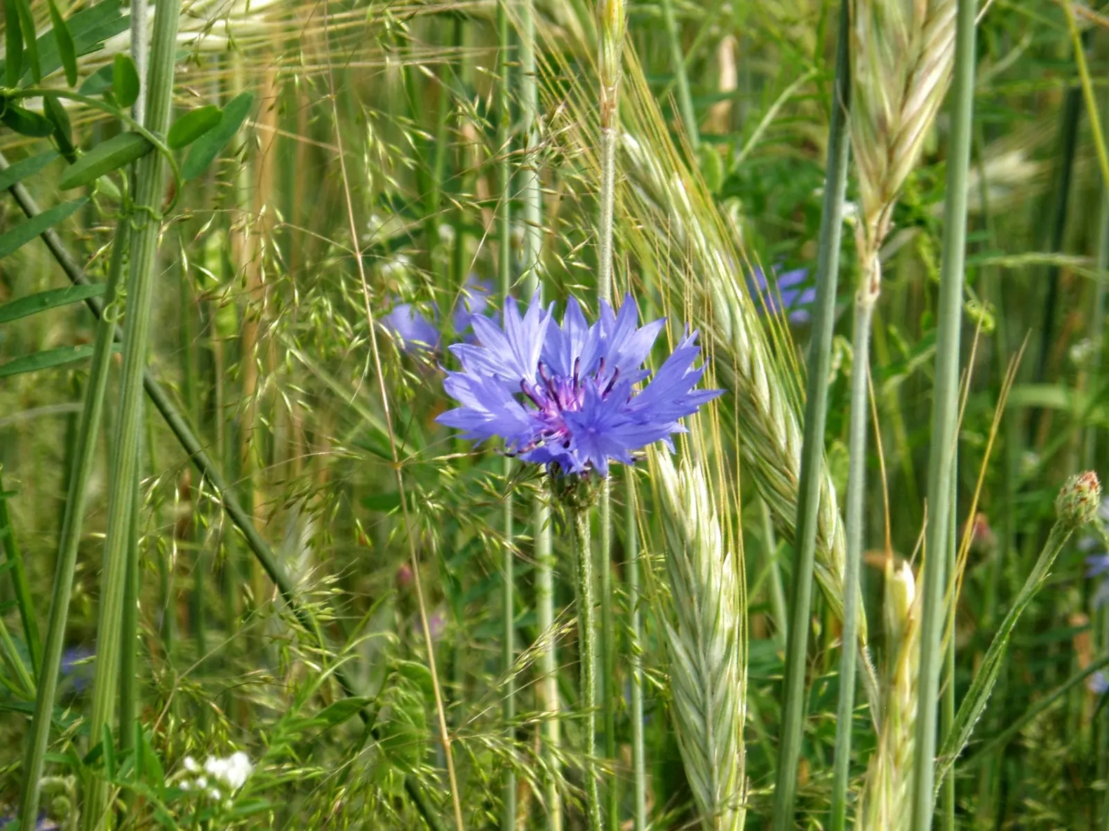 Cornflower, Bachelor's Button (Centaurea Cyanus) — These blooms appear in late spring to summer