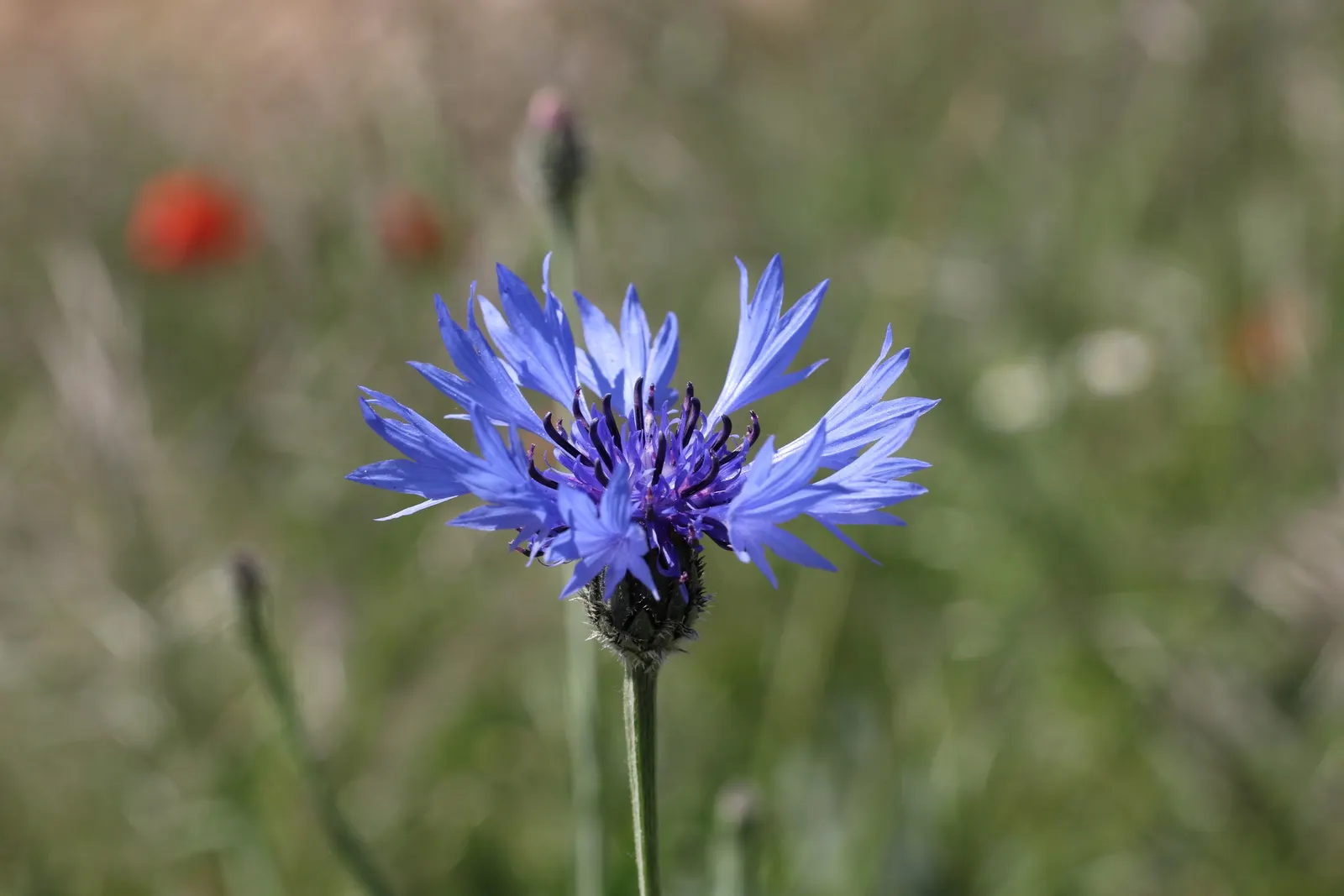 Cornflower, Bachelor's Button (Centaurea Cyanus) — annual / shrub with blue blooms