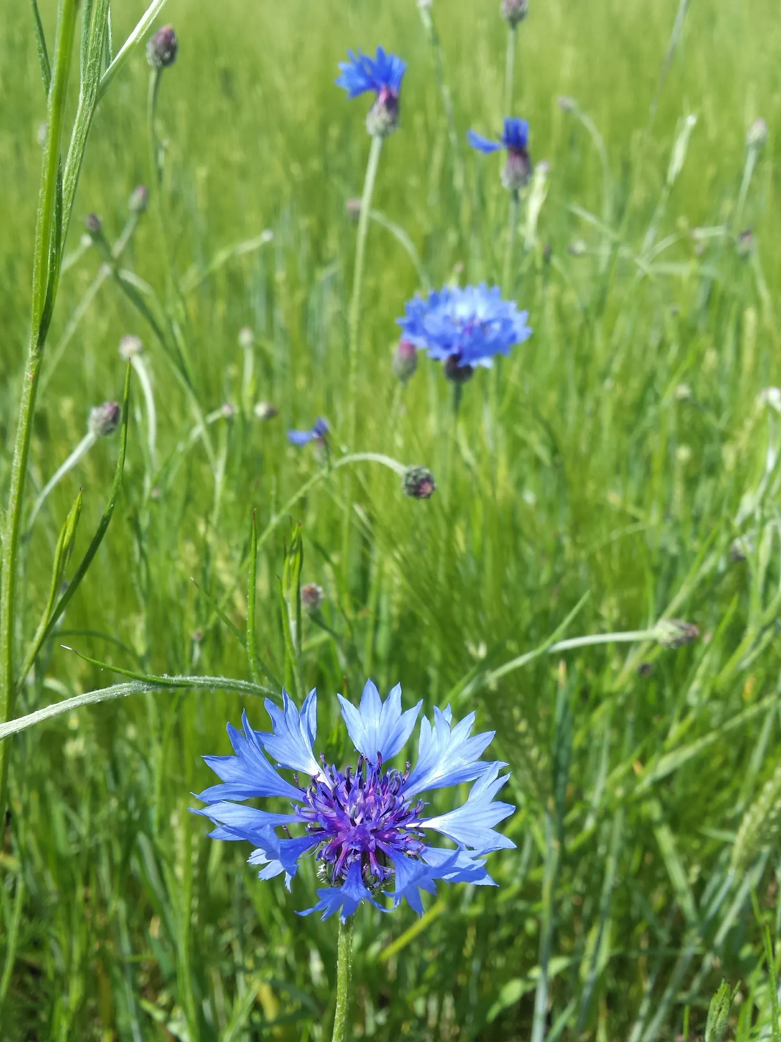 Cornflower, Bachelor's Button (Centaurea Cyanus) — Their gray-green lanceolate leaves provide a subtle backdrop to the showy; deliver consistent, image 89