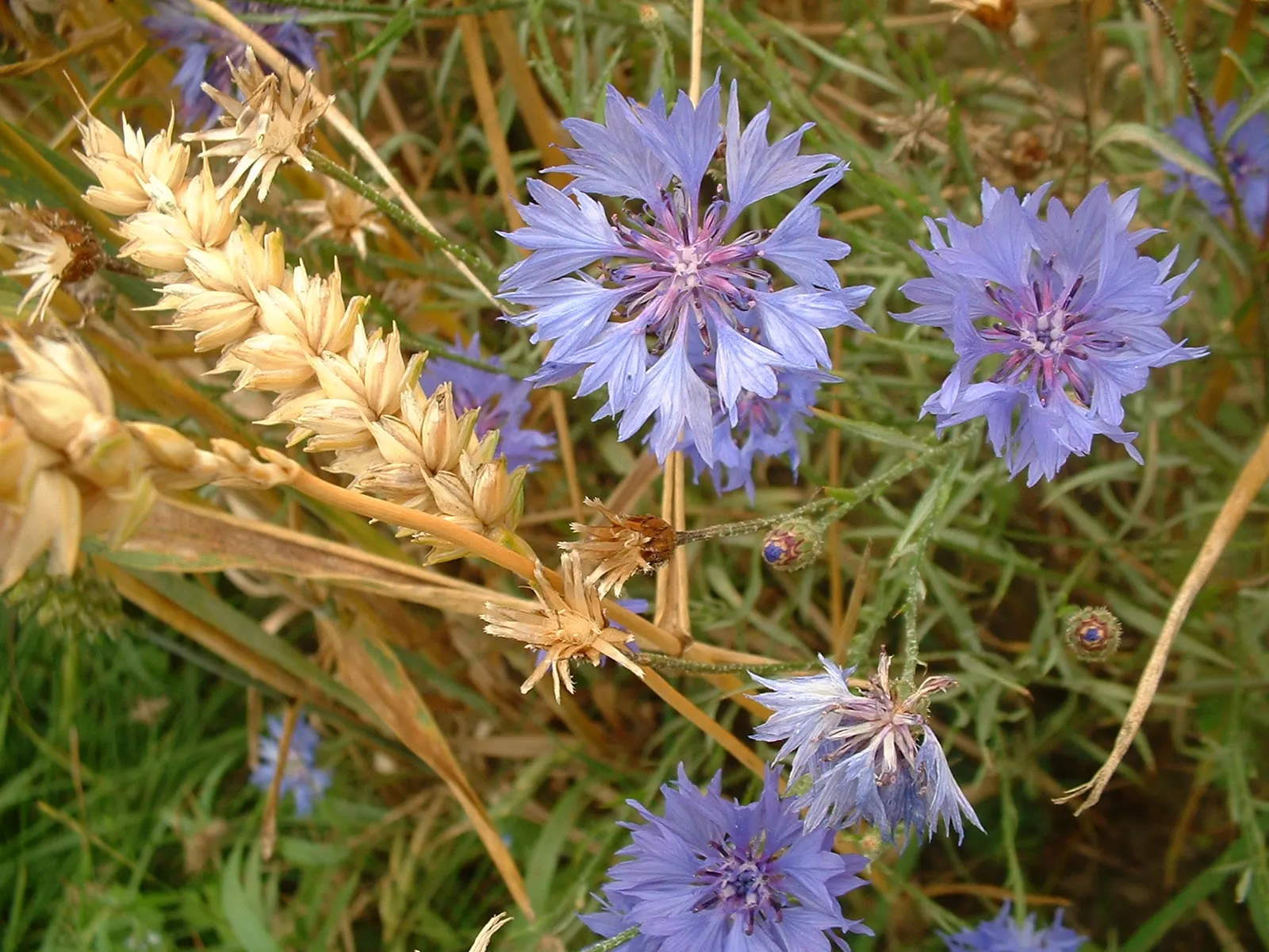 Cornflower, Bachelor's Button (Centaurea Cyanus) — Use them to create a quaint cottage garden aesthetic; annual / shrub for full