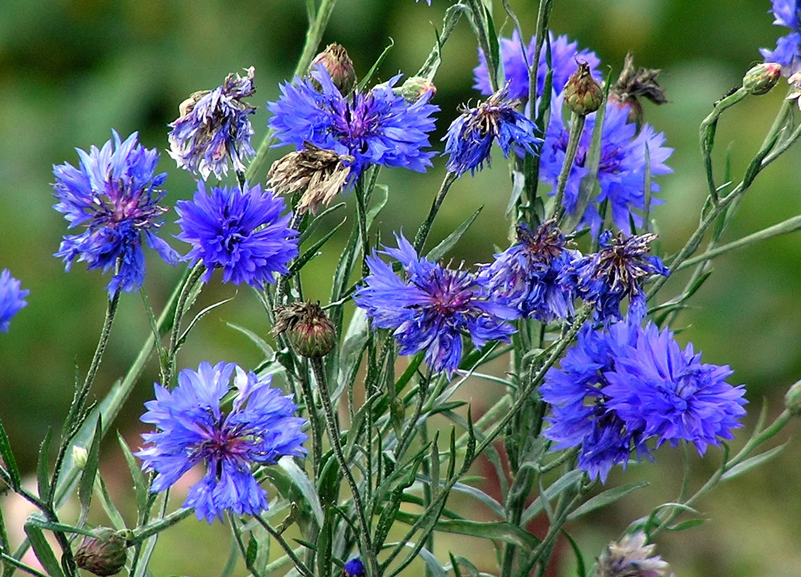 Cornflower, Bachelor's Button (Centaurea Cyanus) — These blooms appear in late spring to summer; making them suitable for a variety of garden, image 91