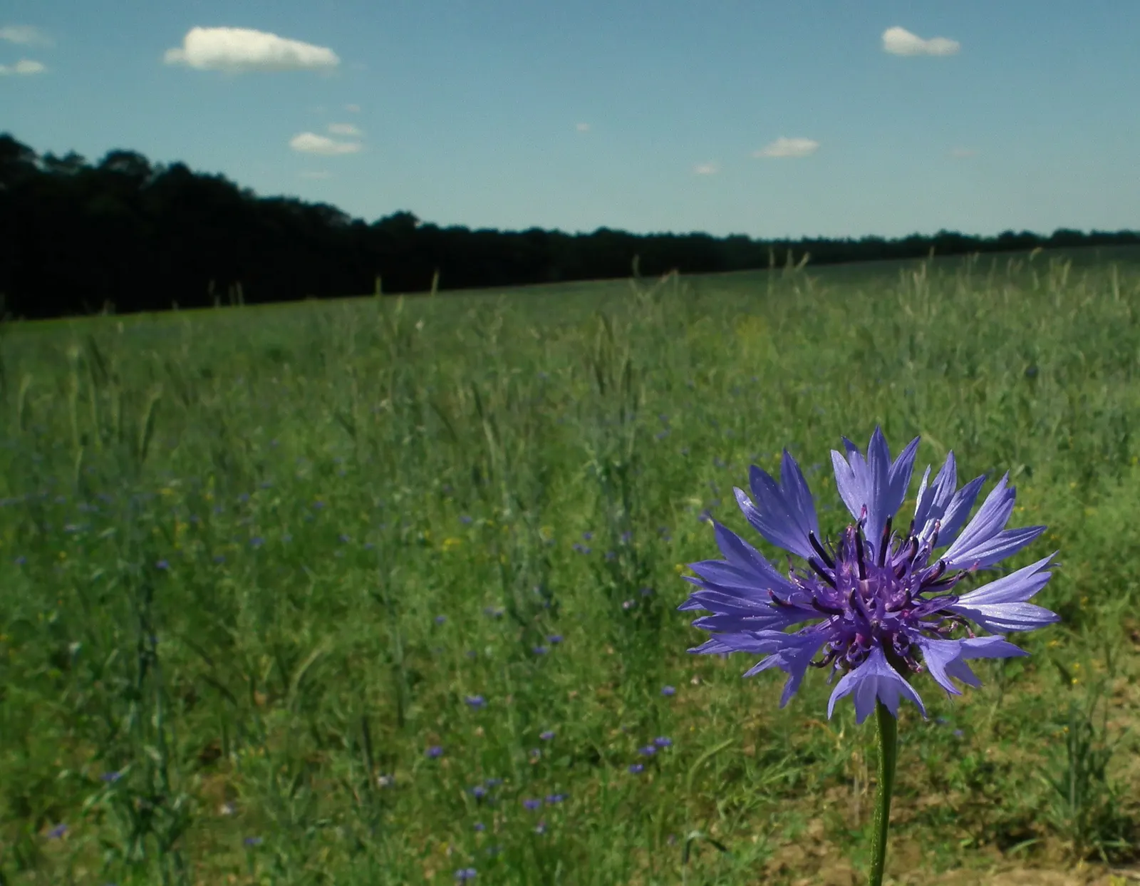 Cornflower, Bachelor's Button (Centaurea Cyanus) — is an annual flowering plant reaching up to 2.5 to 3 feet in height