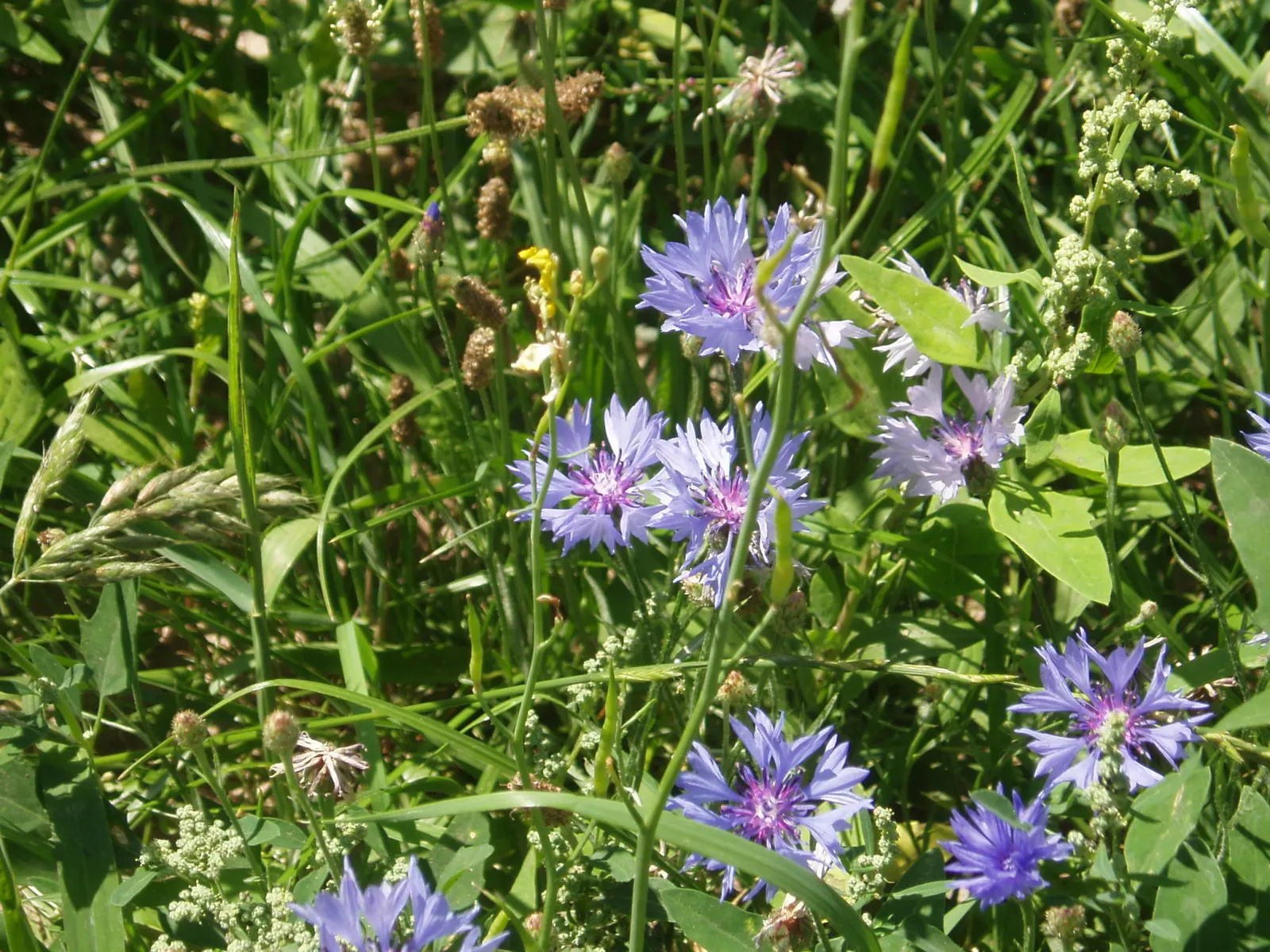 Cornflower, Bachelor's Button (Centaurea Cyanus) — is a charming annual flowering plant that brings a splash of vibrant blue to any landscape, image 87