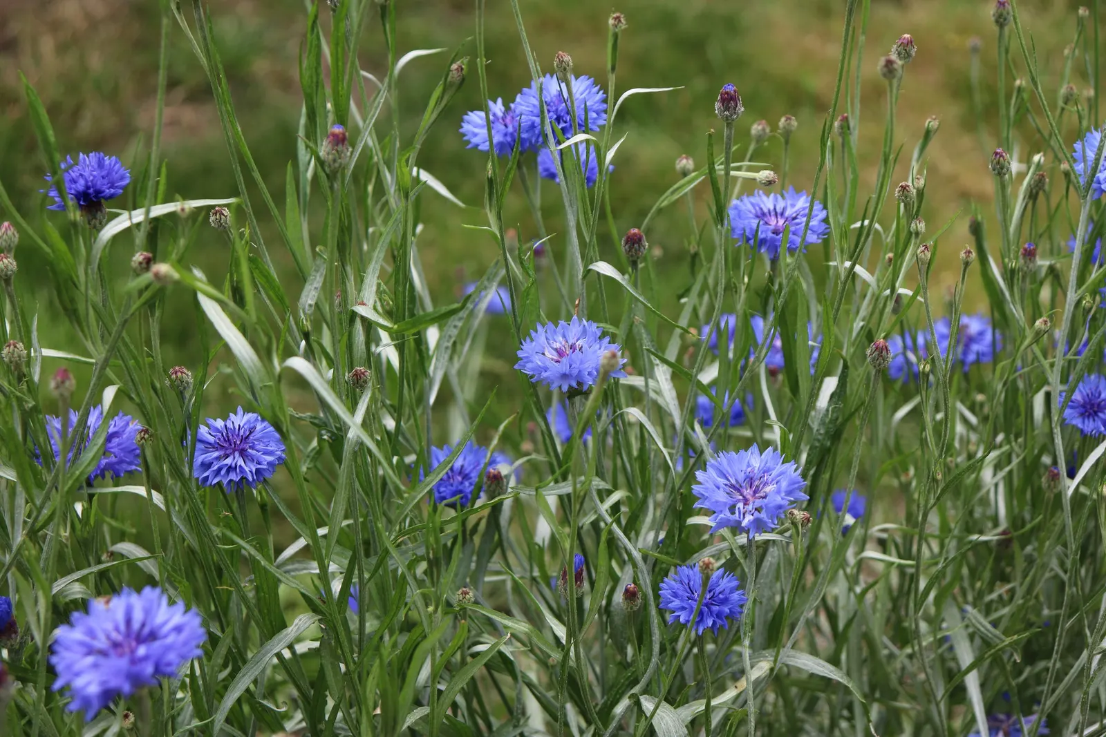 Cornflower, Bachelor's Button (Centaurea Cyanus) — offering a prolonged display of color through the season.<br><br>Preferring full sun exposure; cornflowers