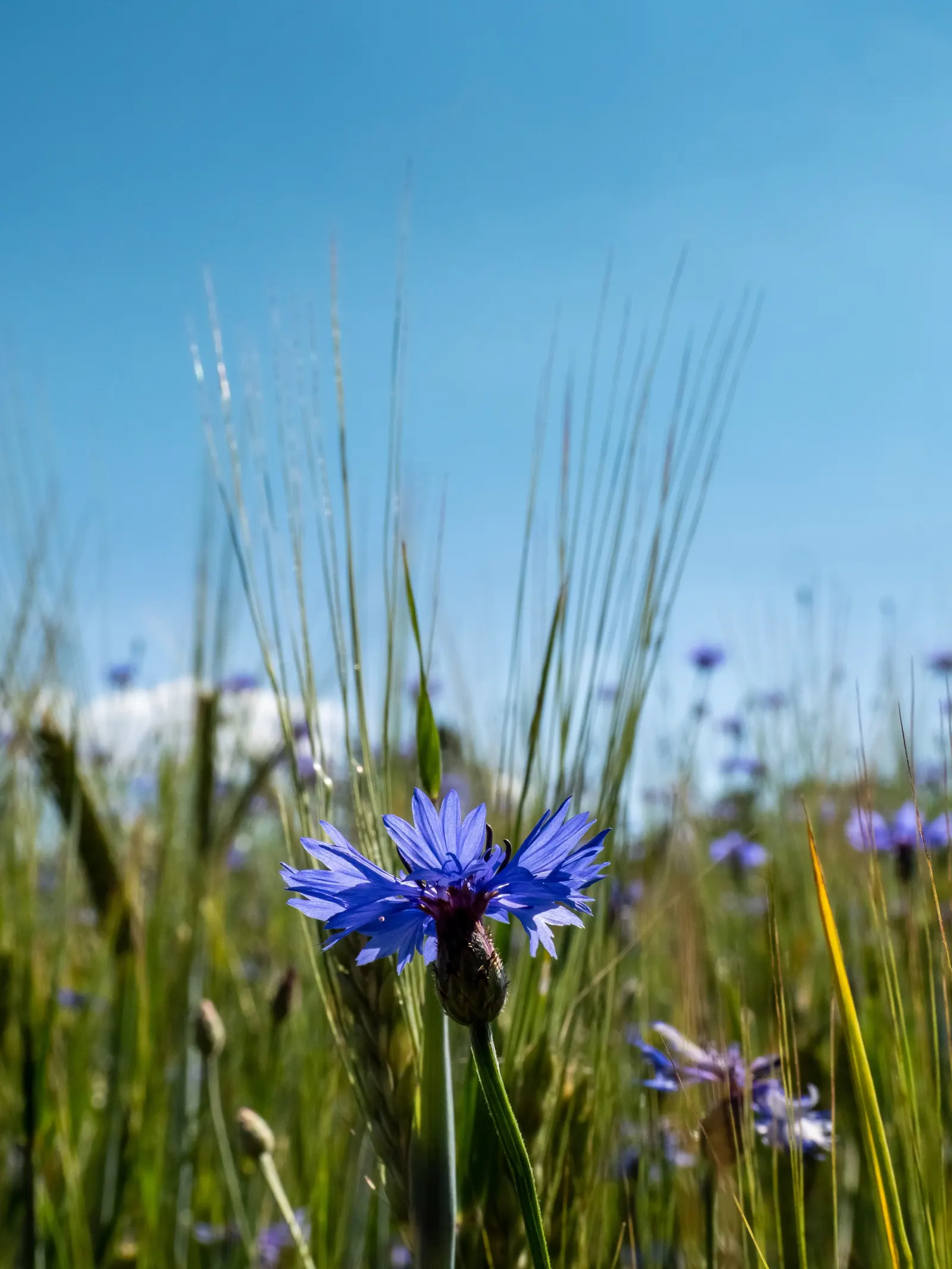 Cornflower, Bachelor's Button (Centaurea Cyanus) — making it ideal for meadows and informal garden settings