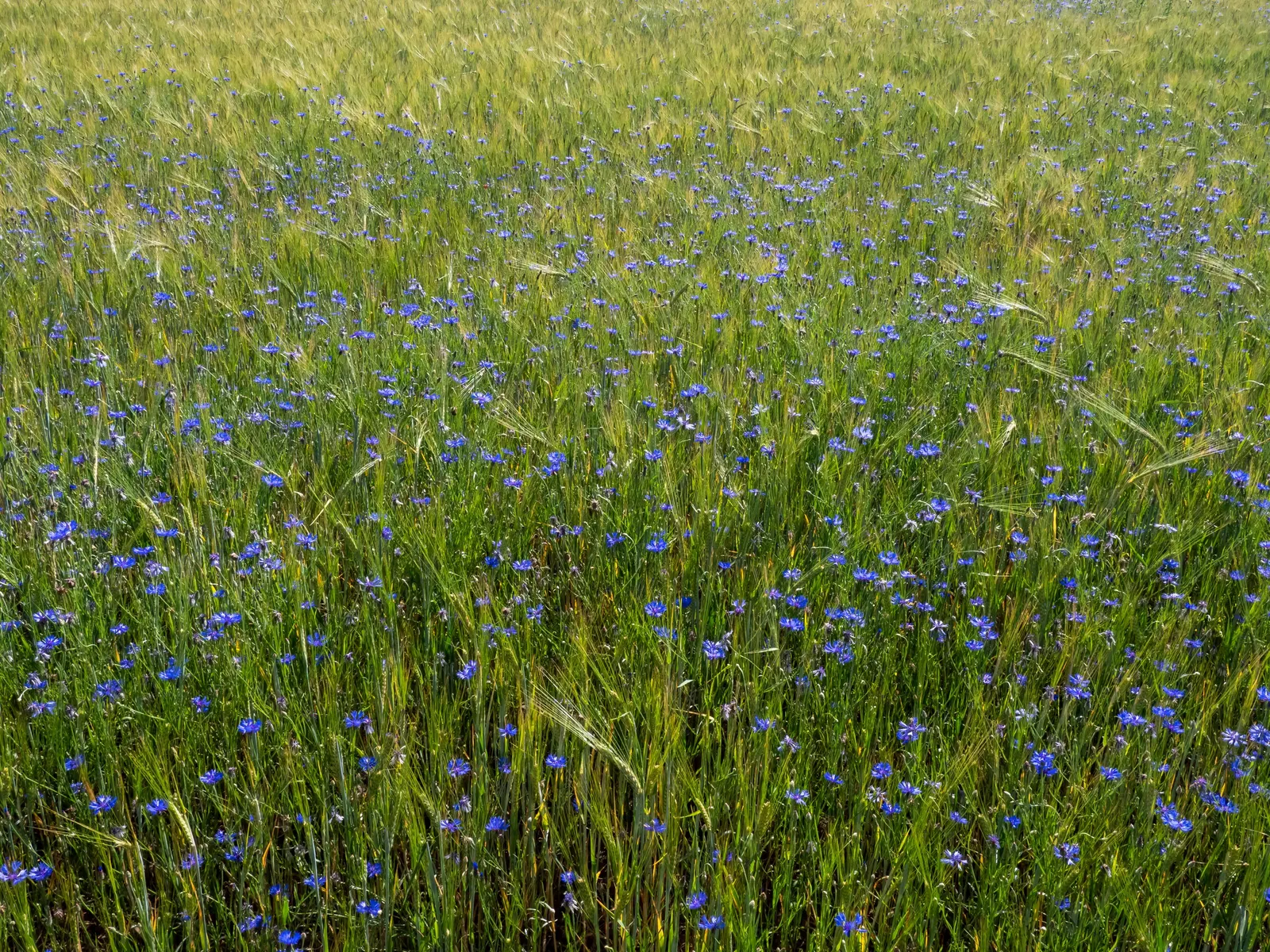 Cornflower, Bachelor's Button (Centaurea Cyanus) — It boasts vibrant blue blooms from May to August; enhancing the biodiversity in a landscape, image 55