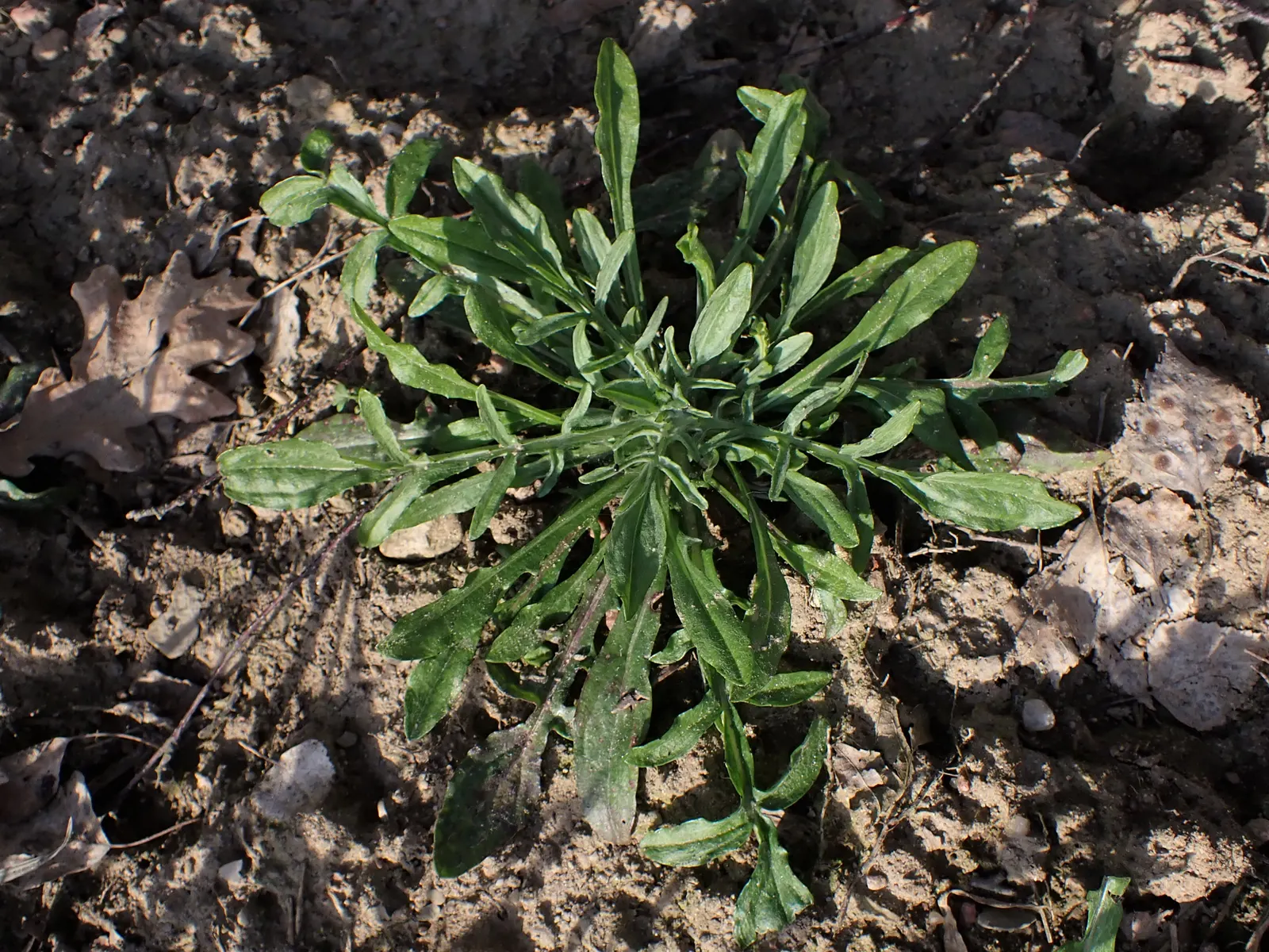 Cornflower, Bachelor's Button (Centaurea Cyanus) — known commonly as the Cornflower or Bachelor's Button; known as Cornflower or Bachelor's Button, image 60