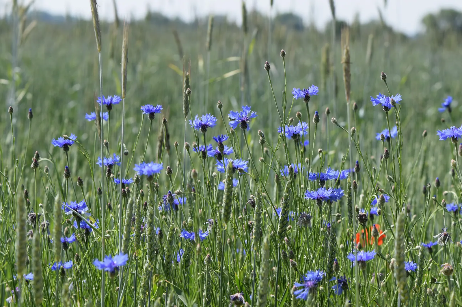 Cornflower, Bachelor's Button (Centaurea Cyanus) — These blooms appear in late spring to summer; making them suitable for a variety of garden, image 65