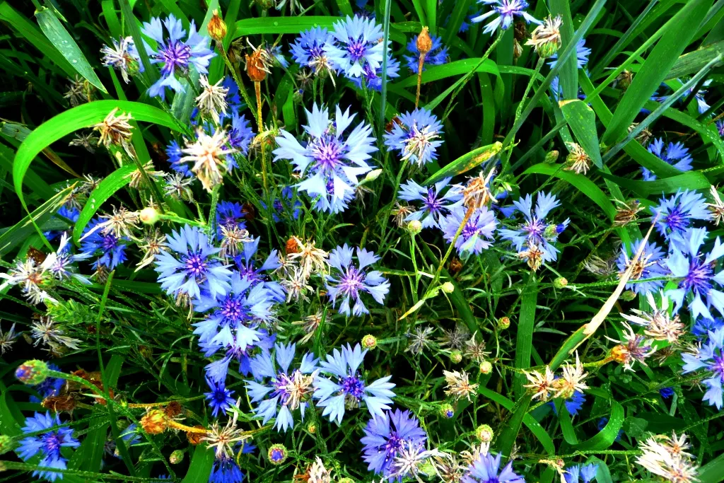 Cornflower, Bachelor's Button (Centaurea Cyanus) — They are fairly drought tolerant once established; blue flowers in the garden