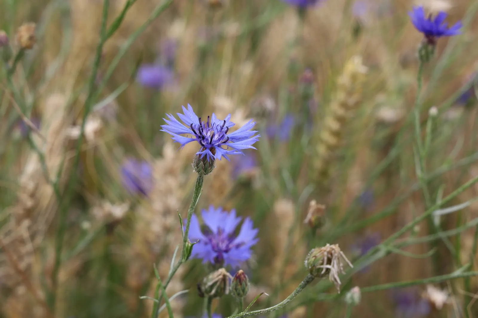 Cornflower, Bachelor's Button (Centaurea Cyanus) — For optimal vitality and blooming; offering a prolonged display of color through the, image 73