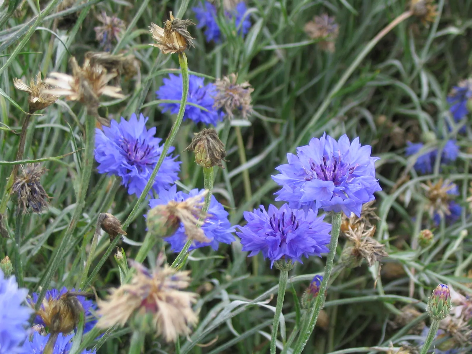 Cornflower, Bachelor's Button (Centaurea Cyanus) — deliver consistent moisture; for optimal vitality and blooming, image 74