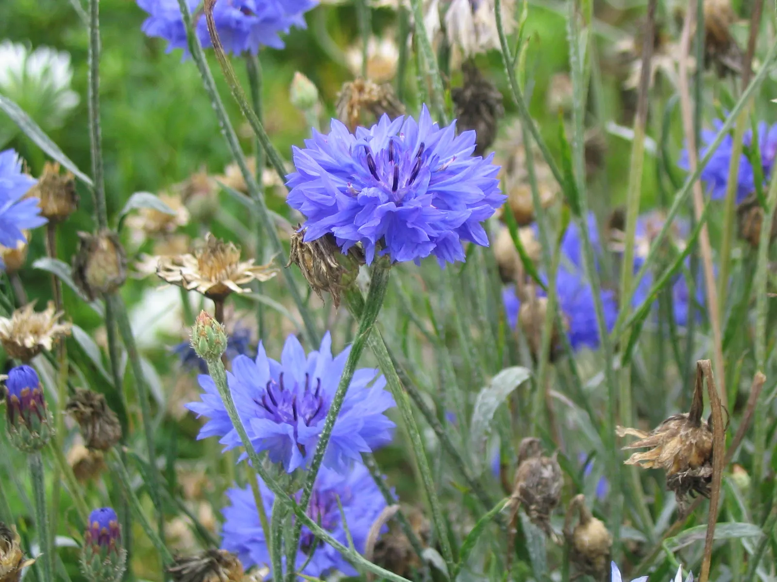 Cornflower, Bachelor's Button (Centaurea Cyanus) — is an annual flowering plant reaching up to 2.5 to 3 feet in height; their gray-green lanceolate, image 54