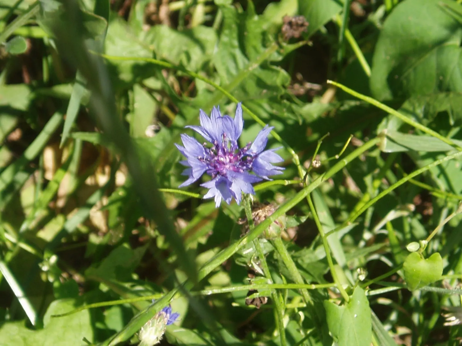 Cornflower, Bachelor's Button (Centaurea Cyanus) — Their gray-green lanceolate leaves provide a subtle backdrop to the showy